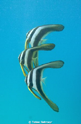 Longfin Batfish, just off the shore. Freediving at Sand B... by Tobias Reitmayr 
